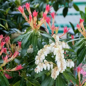 Pieris Forest Flame in 2 Litre Pot - 40-50cm In Height - Ready To Plant Pieris