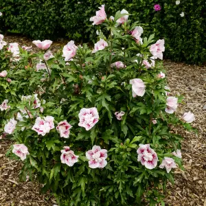 Hibiscus Starburst Chiffon in a 3L Pot Hibiscus Plants for Gardens