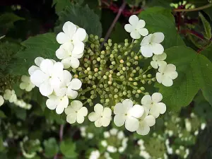 3-4ft Guelder Rose (Viburnum Opulus) Field Grown Bare Root Hedging Plants Tree Sapling - Pack of 10