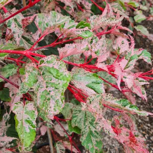 Acer Red Flamingo - Variegated Foliage, Outdoor Plant, Ideal for Gardens, Compact Size (50-70cm Height Including Pot)