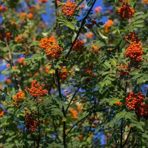 Fastigiata Mountain Ash Rowan Tree Outdoor Sorbus x Thuringiaca Bare Root 1.2m