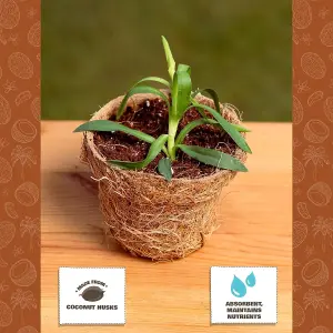 COCO & COIR Biodegradable Round Plant Pots  20cm  6 pack  Plastic Free Eco-friendly Propagation Pots