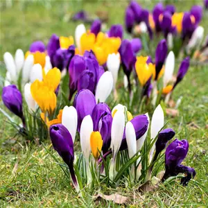 3 x Pots of Crocus Bulbs - Mixed Colours - Winter to Spring Flowering