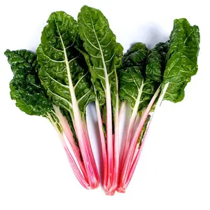 Swiss Chard Peppermint 1 Seed Packet