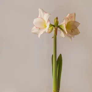 Amaryllis Picotee (Hippeastrum) 2 Bulbs