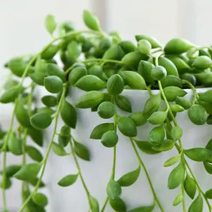 Senecio Rowleyanus String of Pearls Height 15cm 9cm Potted Plant x 1 & Incredifeed