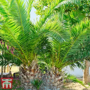 2 x Phoenix Canary Palm Tree 1.5 Litre Potted Plant - Tropical Style - Ideal for Patio Containers