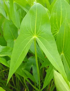 Lincolnshire Pond Plants Ltd Marginal Plants - Pond Plants (Sagittaria Sagittifolia) - 9cm Bareroot