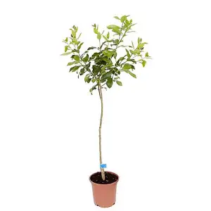 Large Orange Tree Supplied in a 4/5L Pot as Established Plant Exotic Fruit Trees for Gardens Citrus Tree for Patios