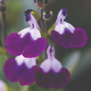 Salvia greggii Amethyst Lips 3 Litre Potted Plant x 1