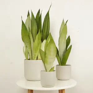 House Plant - Snake Plant - Moonshine - 17 cm Pot size - 40-50 cm Tall - Sansevieria Trifasciata - Indoor Plant