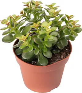 Crassula Minor Succulent - Compact, Easy-Care Plant for Indoor Gardens, Thrives in Bright Light (12cm)