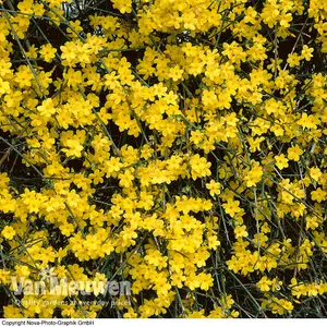 Winter Flowering Jasmine - Jasminum Nudiflorum - 9cm Potted Plant  x 2