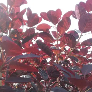 Cotinus Coggygria Royal Purple 3.5 Litre Potted Plant x 2