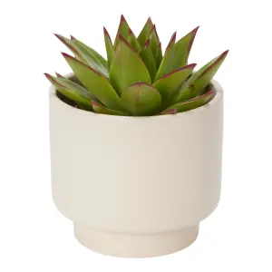 Verve Succulent in Ceramic Decorative pot 9cm