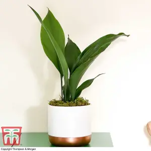 Aspidistra Cast Iron House Plant - 12cm Potted Plant + 30ml Incredifeed House Plant Drip Feeder