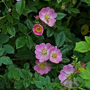 Dog Rose Hedge Rosa canina Set of 10 Bare Root Hedges 60-90cm tall