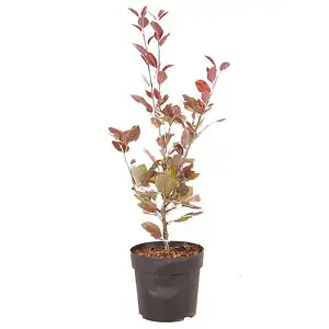 1 x Mini Apple Tree 'Malus Appletini' - in 13cm Pot, Apples Trees for Small Gardens, Grow Your Own Fruit, Garden Ready