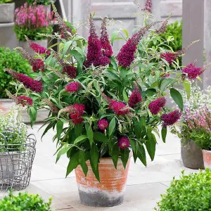 Buddleja Butterfly Towers "Magenta" Shrub - Strong Plant in a 9cm Pot