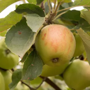 Lincolnshire Fruits Egremont Russet Potted Apple 7 Litre Tree