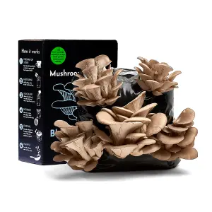 Blue-Grey Oyster Mushroom Growing Kit  Gift Option