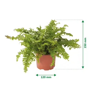 Verve Boston Fern in Terracotta Plastic Grow pot 12cm