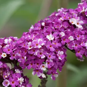 Buddleja 'Berries and Cream' Shrub in 9cm Pot - Lovely Two-Toned Flowers