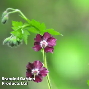 Geranium Joseph Green 9cm Potted Plant x 1