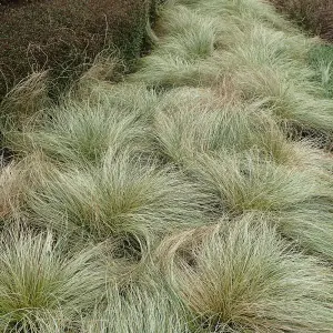 Carex Frosted Curls - Ornamental Grass with Curled Leaves, Shade (10-20cm Height Including Pot)