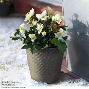 Gift Helleborus Christmas Carol 12cm Pot x 3