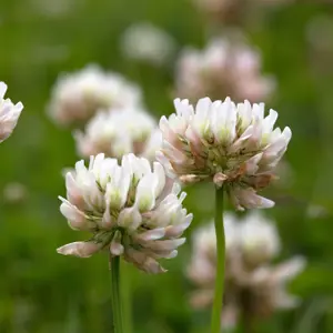 Wild White Clover Flower Seeds for Lawns and Gardens (100 grams)