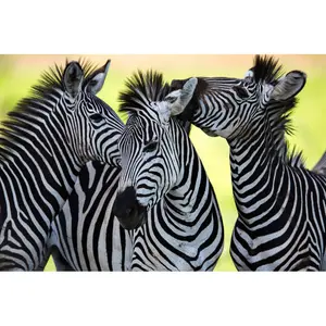 Zebras Socialising by Jamenpercy - Wrapped Canvas Print 30cm H x 46cm W