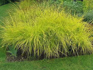 Carex Elata 'Aurea' - Bowles's Golden Sedge 'Aurea' Sedge - 3 Plants in 9cm Pots