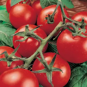 Tomato Moneymaker 1 Seed Packet (50 Seeds)