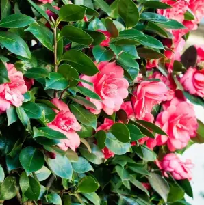 Camellia japonica Principessa Baciocchi in 3L Pot - Evergreen Shrub