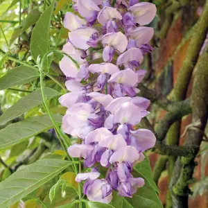 Scented Wisteria Sinensis - 9cm Potted Plant x 3 - Loved by Pollinators - Climbing Plant