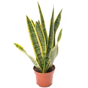 Sansevieria Laurentii - Elegant Indoor Snake Plant for UK Homes, Low Maintenance (30-40cm Height Including Pot)