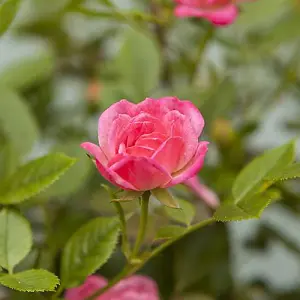 Pink Rose Bushes x 2 - Pair of Standard Roses - Bare Root, 60cm Tall, Ready to Plant in UK Gardens