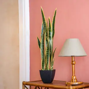 Blooming Artificial - 85cm / 2.75ft Variegated Faux Sansevieria