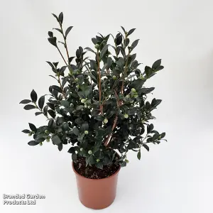 Houseplant Gift Camellia Yuletide 15cm Pot x 1