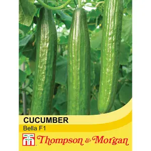 Cucumber (All Female) F1 Bella 1 Seed Packet (4 Seeds)