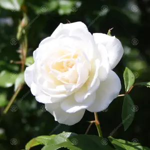 Tin Wedding 10th Anniversary White Rose - Outdoor Plant, Ideal for Gardens, Compact Size