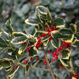 Golden King Holly Outdoor Shrub Plant Ilex x Altaclerensis 2L Pot