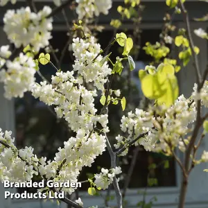 Cercis chinensis Shirobana 9cm Potted Plantx 1