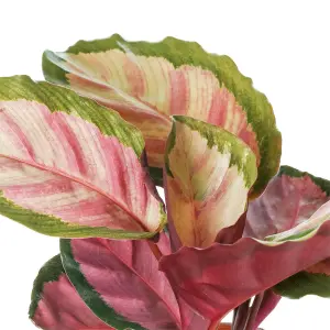 Calathea Roseopicta Rosy - Exotic Foliage, Indoor Houseplant (12cm, 30-40cm)