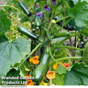 Courgette Black Forest F1 Hybrid 1 Seed Packet (4 Seeds)