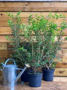 Osmanthus Burkwoodii Evergreen Fragrant Plant Shrub Large in a 5 Litre Pot