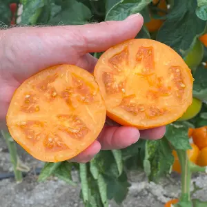 Tomato Lemonita F1 1 Seed Packet