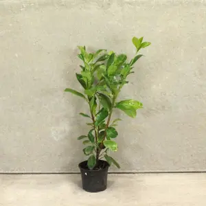 Hedges Direct Cherry Laurel 70cm Height Evergreen Hedge Plant