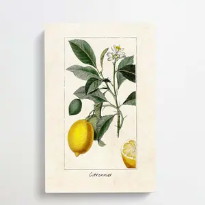 Illustration Of A Lemon Tree - Single Picture Frame Painting Wrapped Canvas / 60cm H x 40cm W x 3cm D